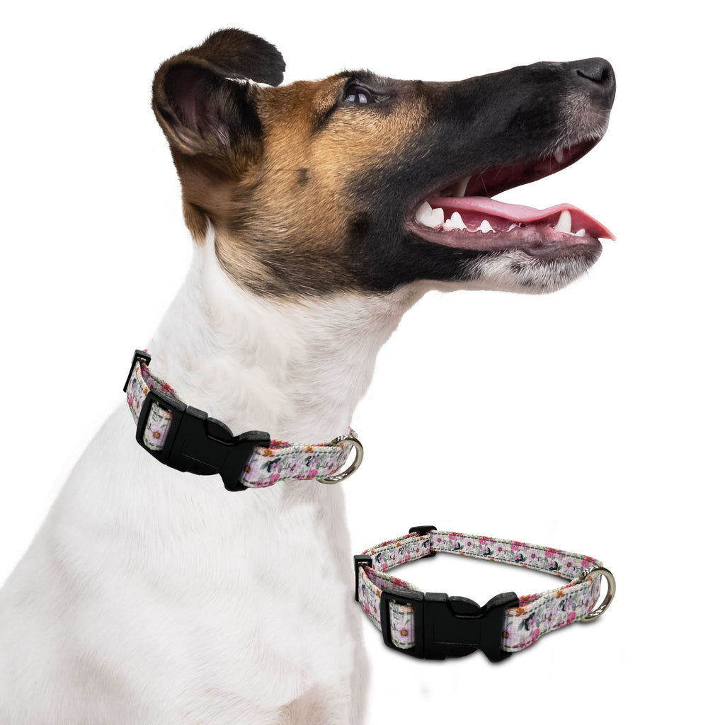 reflective lanvender orchid, perri's pet products, dog collar, dog lifestyle