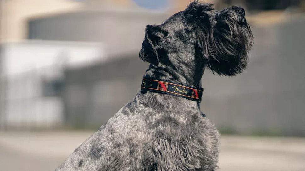 Fender dog collar, blogs, perri's pet products
