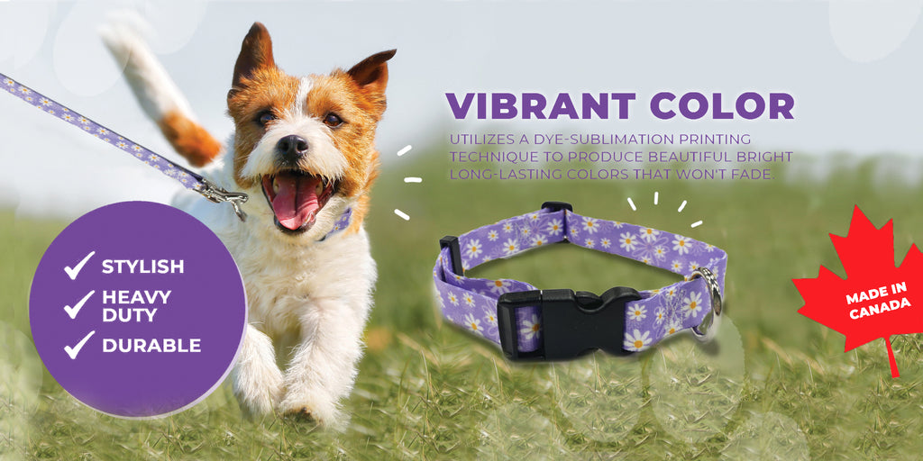 Perri's Pet Products, dog collars, made in canada, purple daisy pet collar