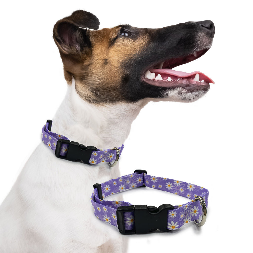 perri's pet products, dog collar, daisy purple